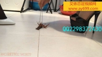 4443 婧児小主S106 双人高跟踩死偷看自己的龙虾 高跟鞋CRUSH