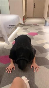 【调教视频】【LL77】高帮匡威鞋跪舔/牛奶吐嘴/深喉坐脸 JS240919-4